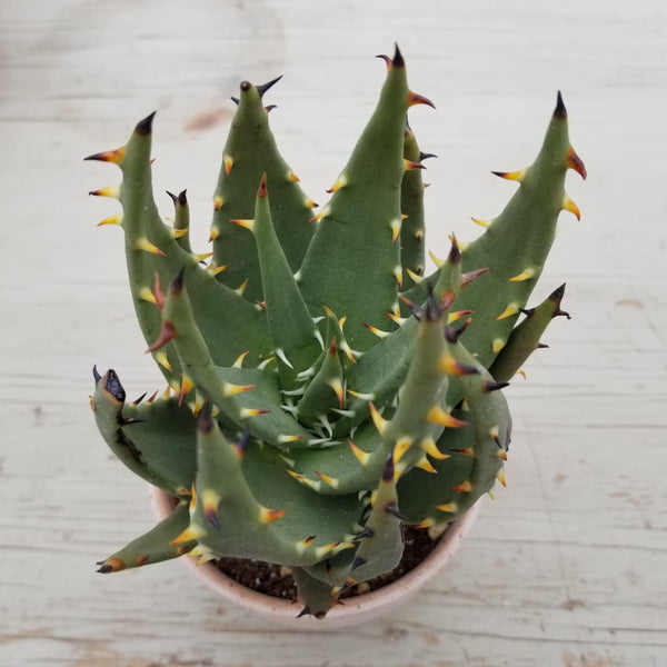 aloe melanacantha Aloe melanacantha | Succulents