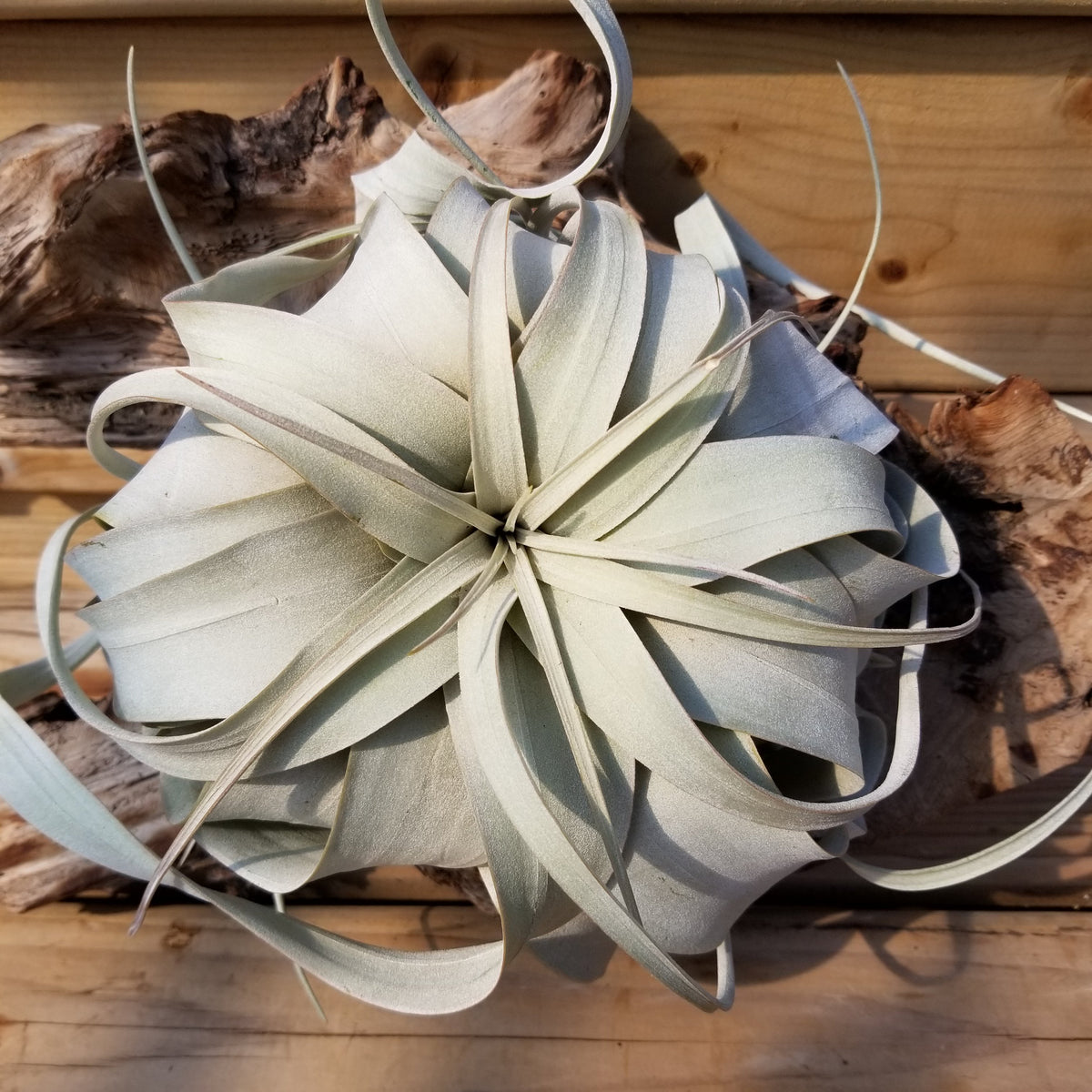 Tillandsias xerographica | Tropical | Serres Lavoie