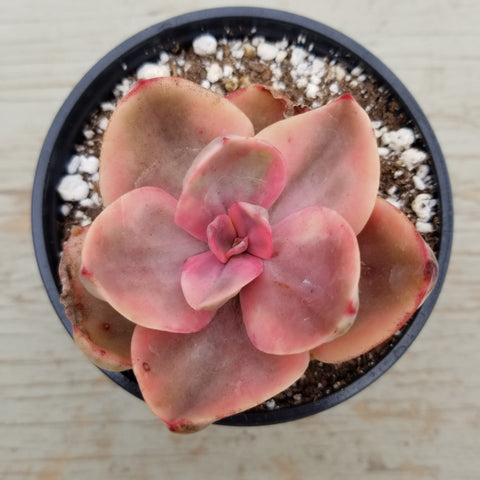golden state succulents Echeveria golden state f. variegata | Succulents