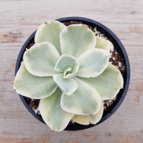 Echeveria Japan Moon River