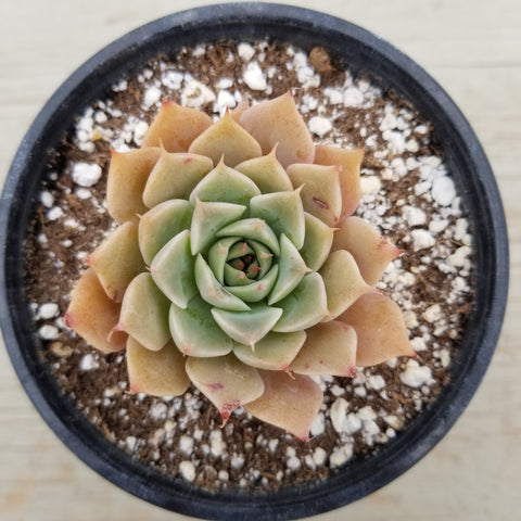 Echeveria Halbingeri