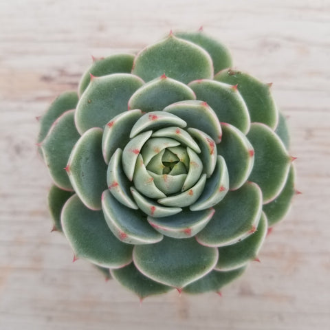 ben badis succulent Echeveria Ben Badis | Succulents