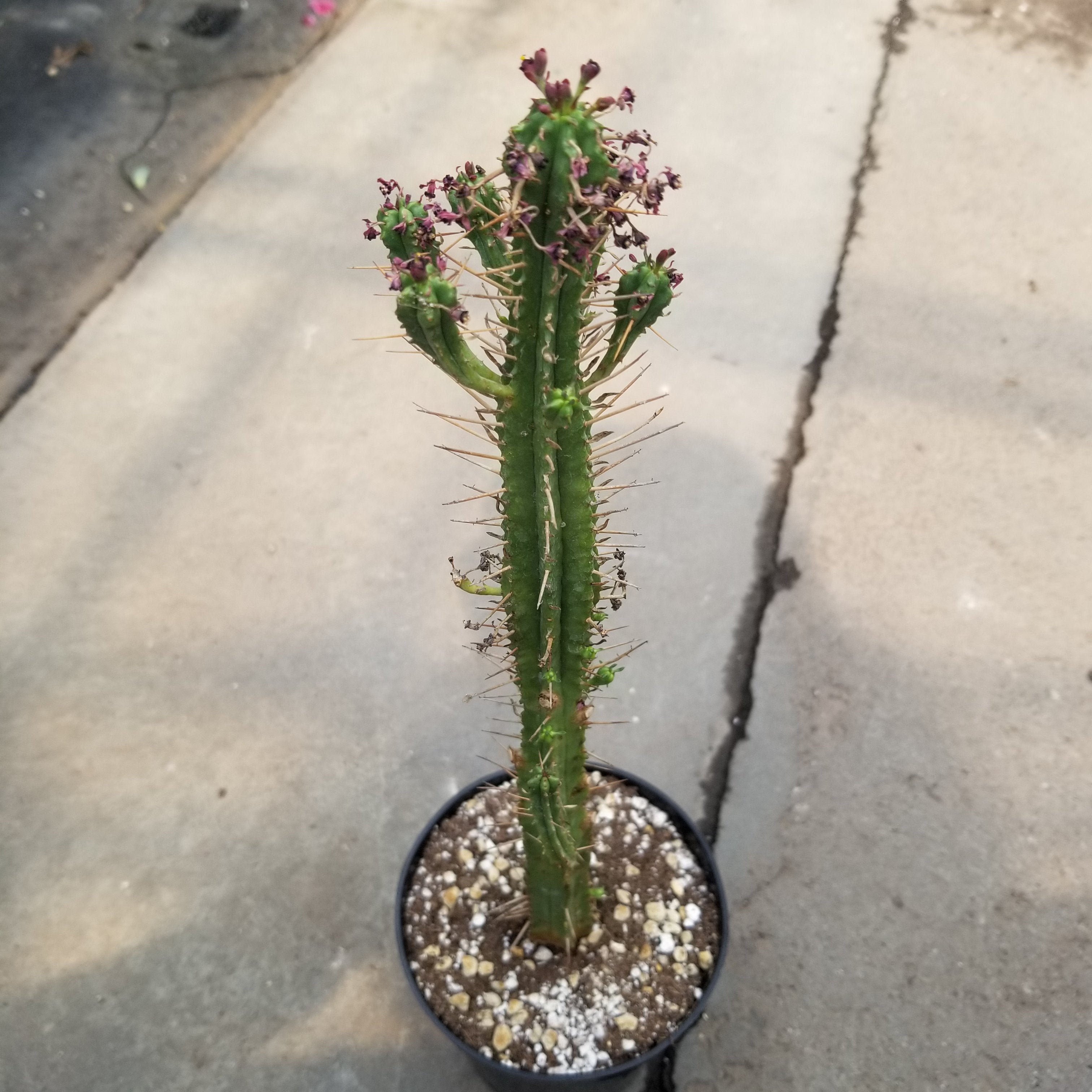 Euphorbia Pentagona
