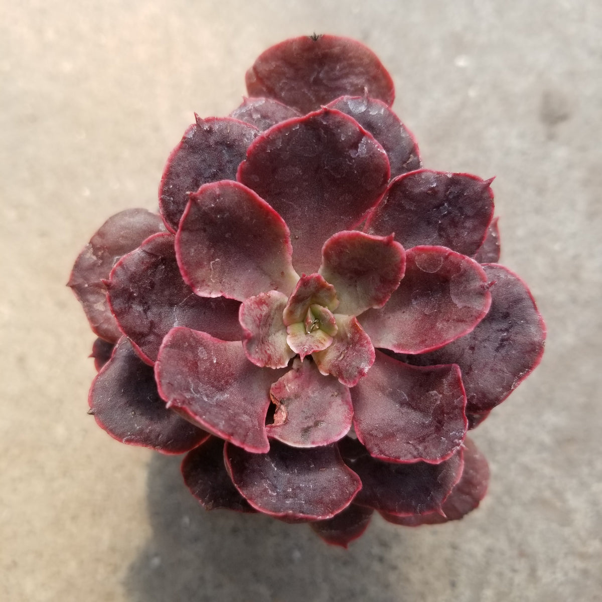 Echeveria pink frills | Succulents | Plantarium - Serres Lavoie