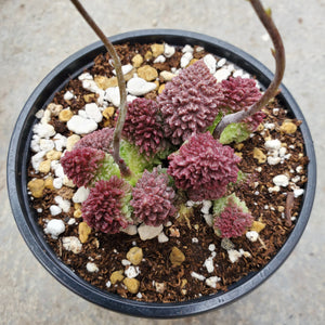 Open the image in the slideshow, Adromischus Marianae Herrei Cv. Red Coral 3.5 Inch
