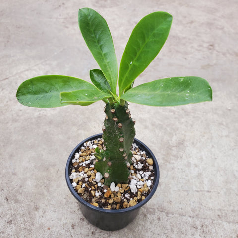 Euphorbia Nerrifolia