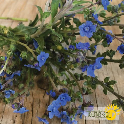 Cynoglossum Blue Chinese Seeds *Organic*