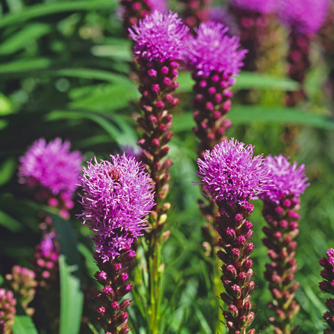 Liatris Spicata Kobold Vivaces