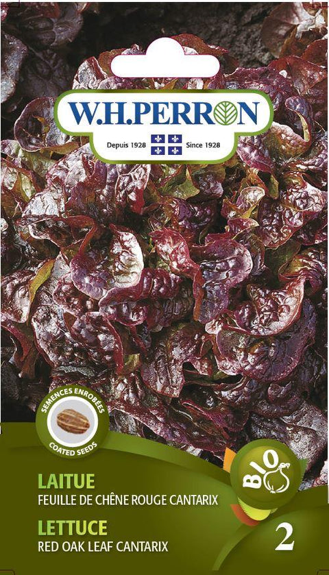 Lettuce Seed Leaf Cantarix Red Oak Organic And Coated Seedlings