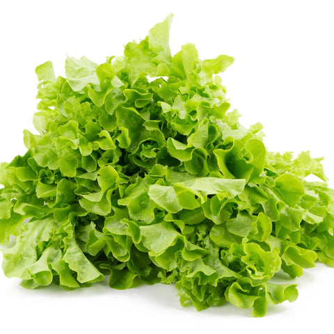 Green Oak Leaf Lettuce Vegetables