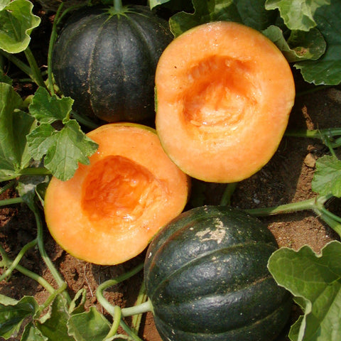 Semences Bio De Melon Noir Des Carmes Jardins Lécoumène