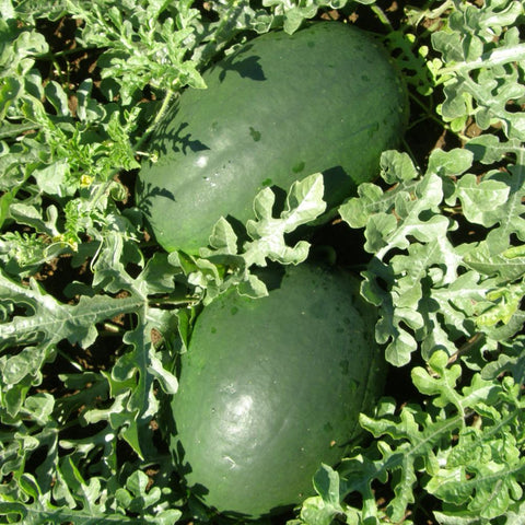 Deau Sweet Siberian Melon Seeds *organic*.