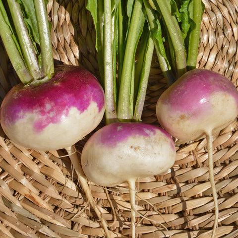 White Turnip Seed With Purple Collar *organic*