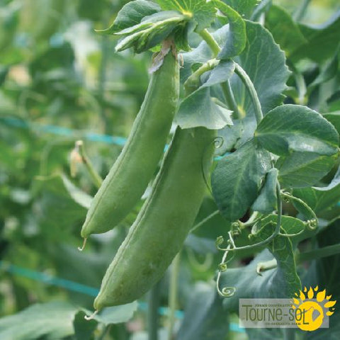 Cascadia Snap Pea Seeds *Organic*