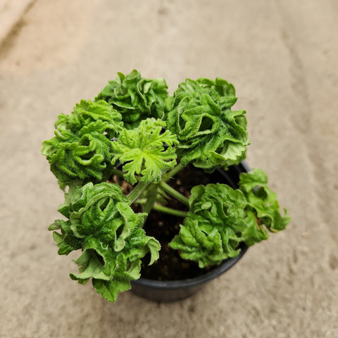 Pelargonium