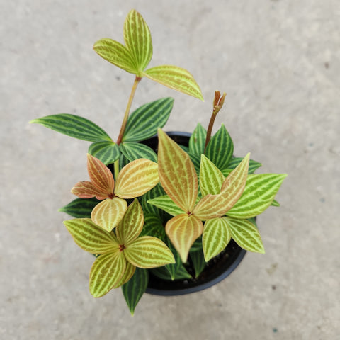 Peperomia puteolata