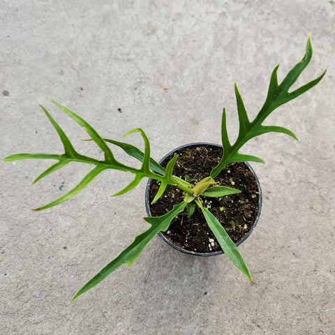 Philodendron tortum