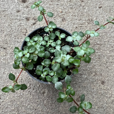 Pilea glauca 'Aquamarine'