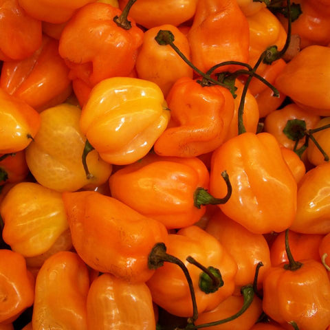 Habanero Orange Chili Pepper Seeds *organic* *organic*