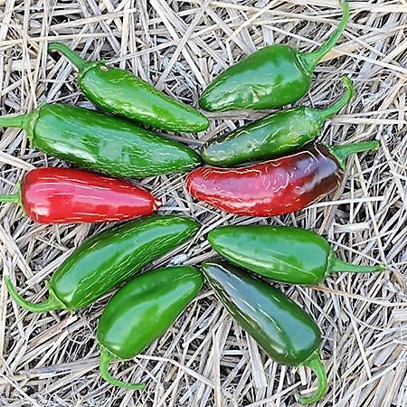 Jalapeno Tam Pepper Seeds *organic*