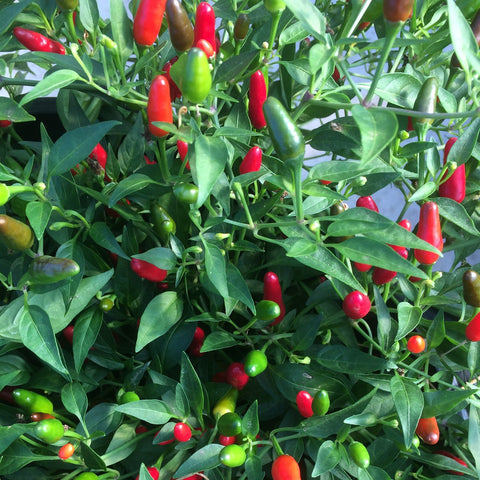 Thai Hot Pepper Seeds *organic*