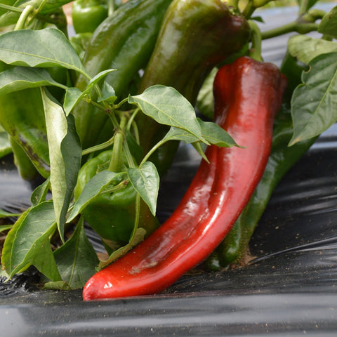 Marconi Red Pepper Seeds *organic*