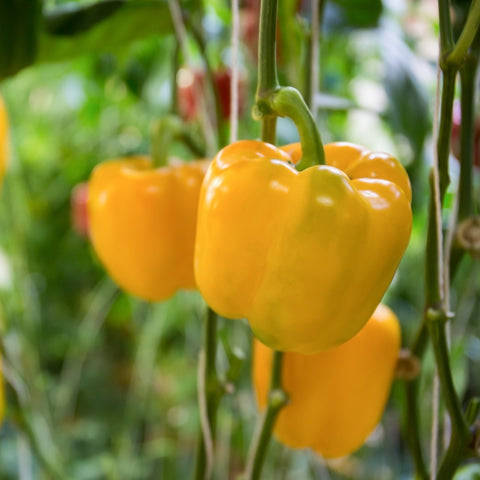 Yellow Pepper (Patio) Vegetables