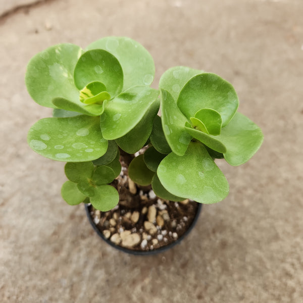 portulaca molokiniensis succulent Portulaca molokiensis – Serres Lavoie