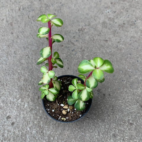 Portulacaria afra mediopicta