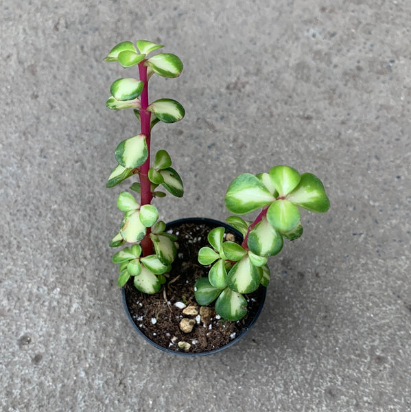 portulacaria afra medio picta care Portulacaria afra mediopicta | Succulents