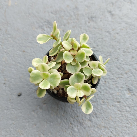 Portulacaria afra f. variegata 