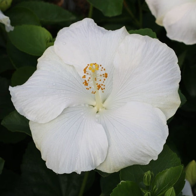 Hibiscus rosa-sinensis 'Hollywood Earth Angel