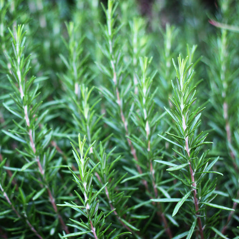 Rosemary Fine Herbs