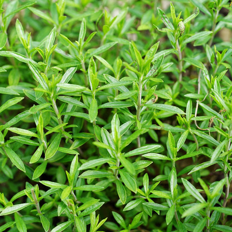 Perennial Savory Fine Herbs