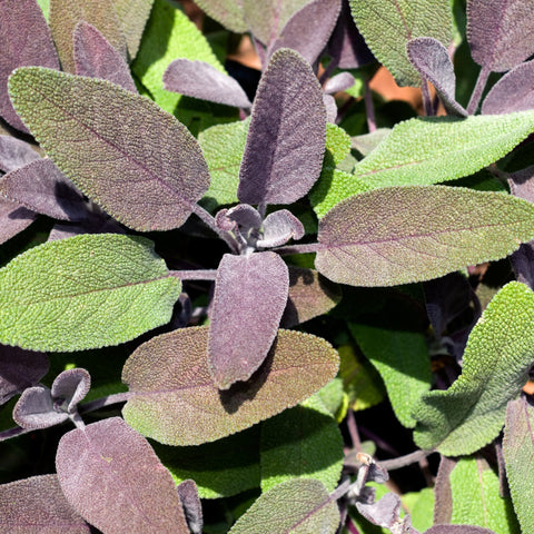 Purple Sage Fine Herbs
