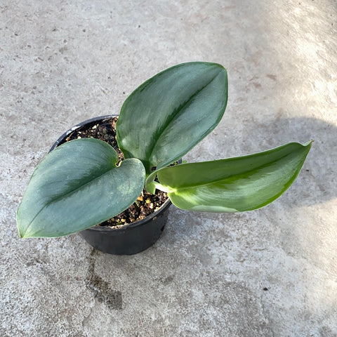 Scindapsus treubii "Moonlight"