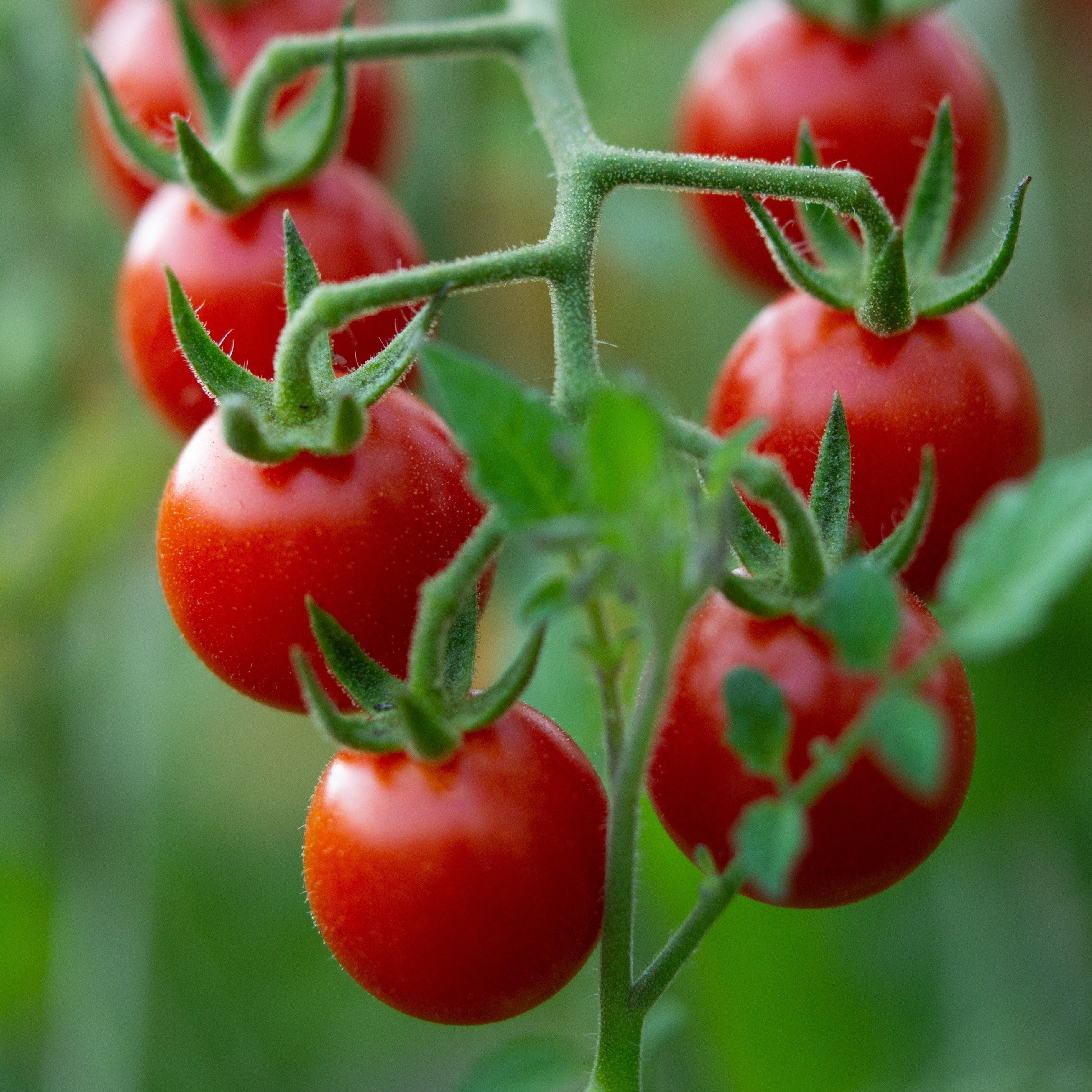 Semences tomate cerise Jasper F1 Rouge