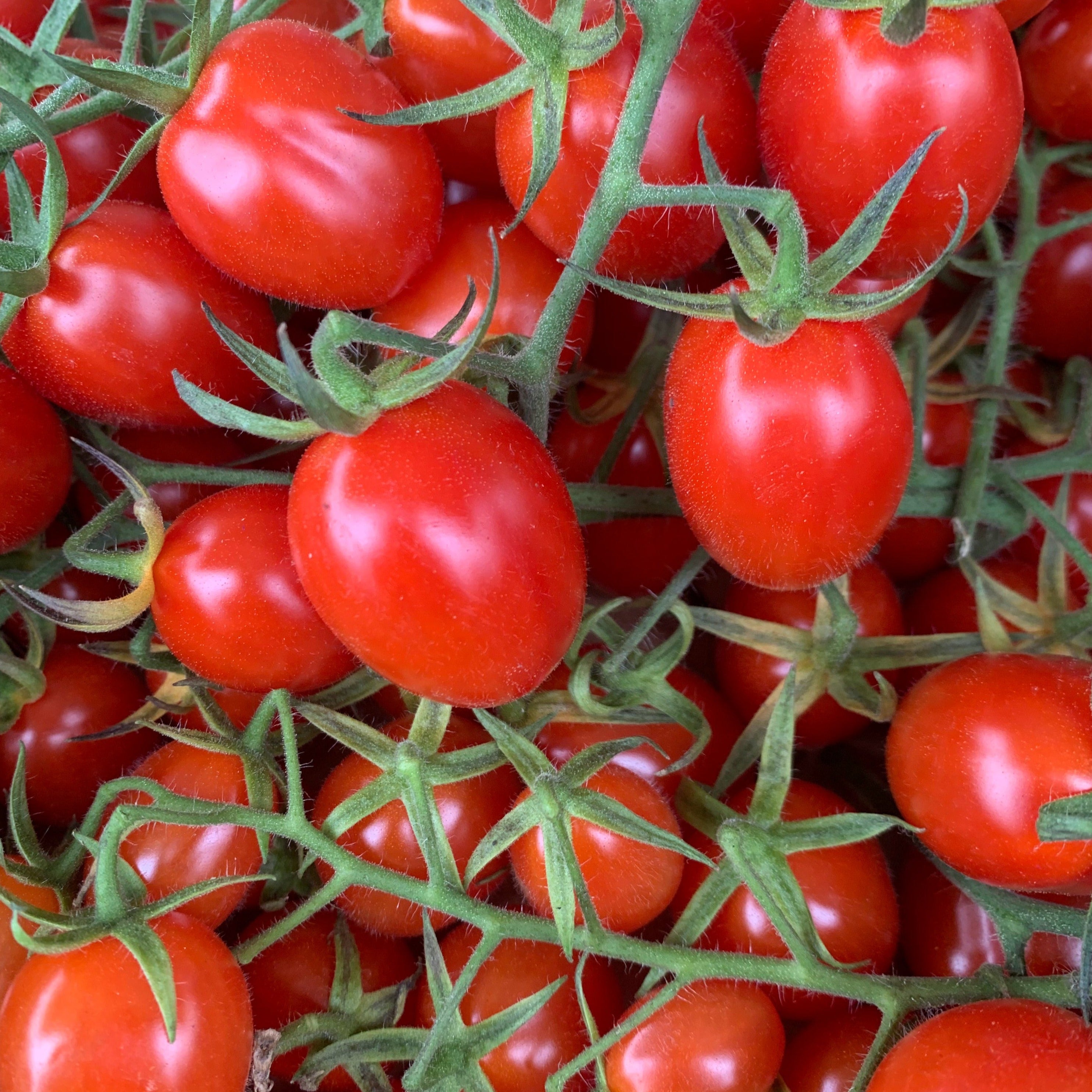 Semences tomate italienne Granadero F1 Rouge