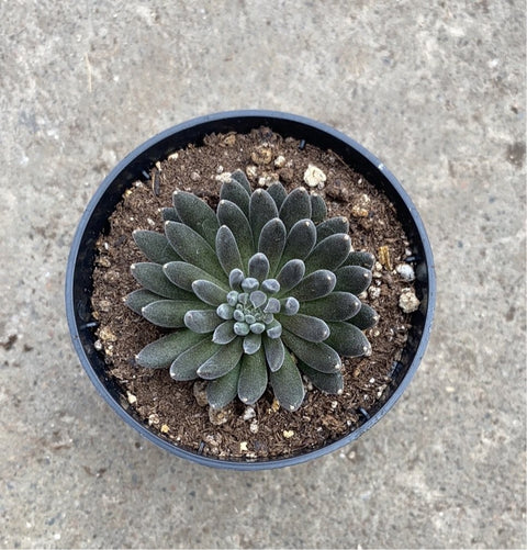 Sinocrassula yunnanensis 'Napoli Noire'