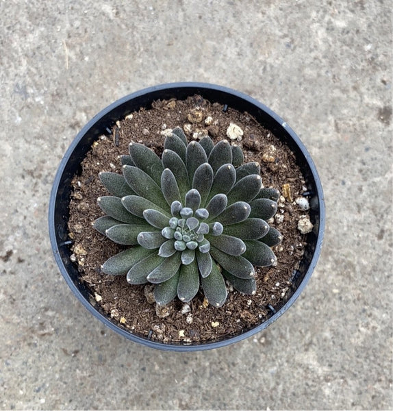 yunnanensis succulent Sinocrassula yunnanensis 'Napoli Noire' – Serres Lavoie