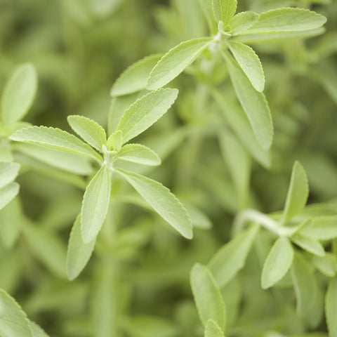Stevia Fine Herbs