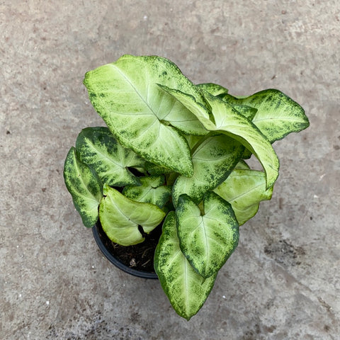 Syngonium podophyllum 'White Butterfly'