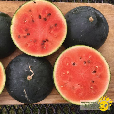 Semences de Melon d'Eau Blacktail Mountain *Biologique*