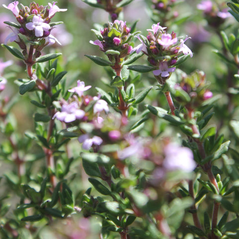 Thym Anglais Fines Herbes