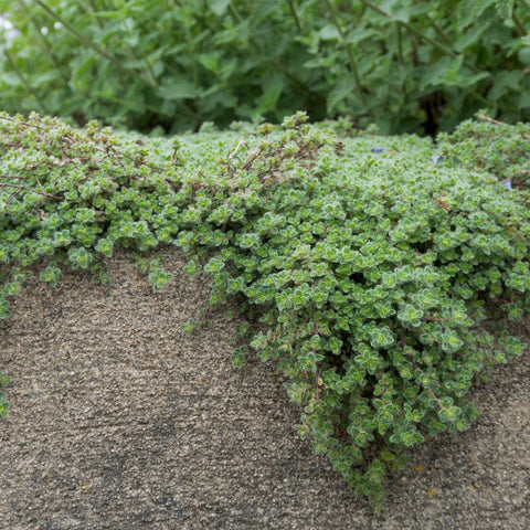 Thymus Pseudolanuginosus Vivaces