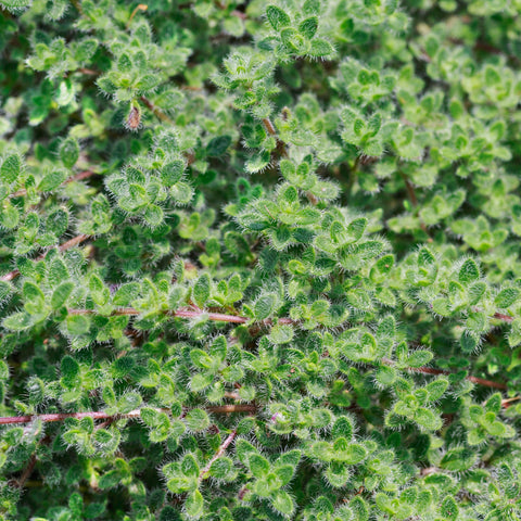 Thymus Pseudolanuginosus Vivaces