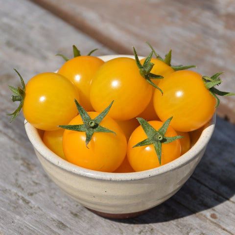 Cherry Tomato Seed Gold Nugget *organic*