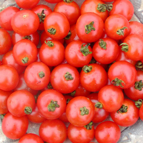 Sub-Arctic Cherry Tomato Seeds *organic*