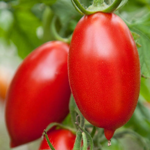 Organic Italian Amish Tomato Seeds