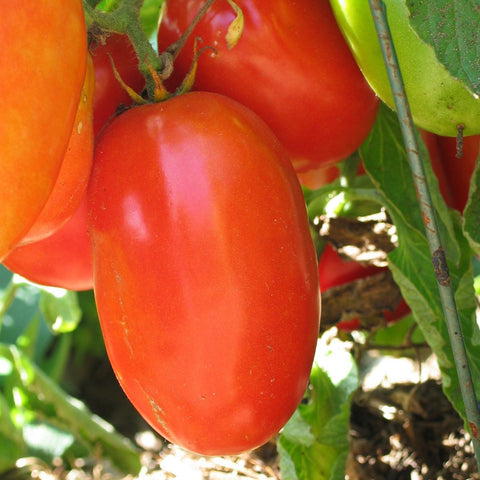 Semences De Tomate Italienne Aunt Marys Paste *biologique*